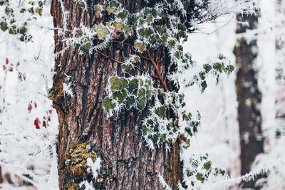 Close-up of snow covered tree trunk during winter