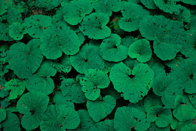 Full frame shot of green leaves