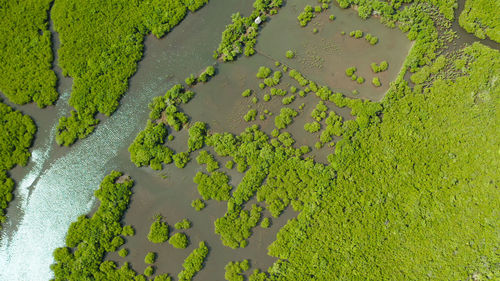 High angle view of leaf on land