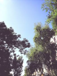 Low angle view of trees against clear blue sky