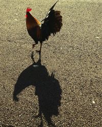 chicken - bird
