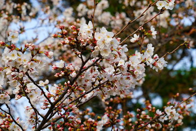 Apple blossoms in spring