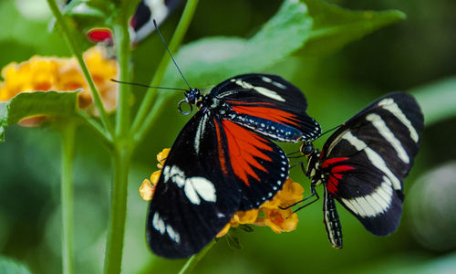 Close-up of butterfly pollinating on flower