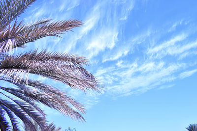 Low angle view of palm tree against sky