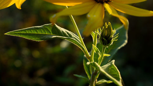 Close-up of yellow flowering plant