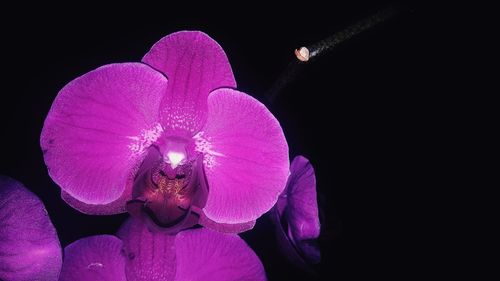 Close-up of pink orchid against black background