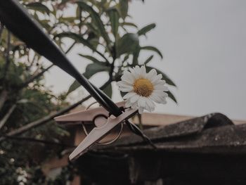 Clothespin and white flower on cable against sky