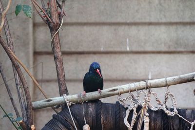 Bird perching on a tree