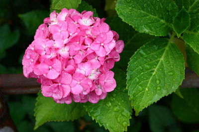 Close-up of pink flowering plant