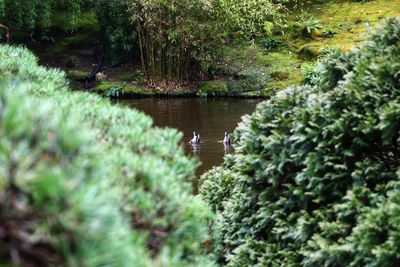 Scenic view of lake in forest