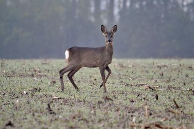 Portrait of horse standing on field