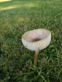 Close-up of mushroom on field