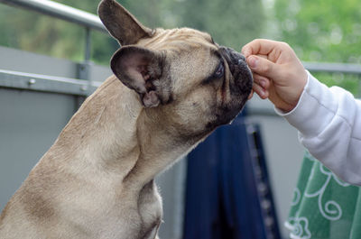 Midsection of person with dog