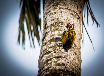 Low angle view of bird perching on tree trunk