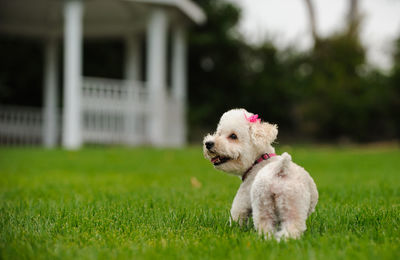 Portrait of dog in grass
