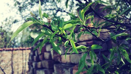 Close-up of fresh green plant