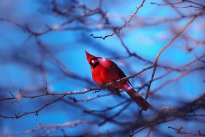 Bird perching on branch