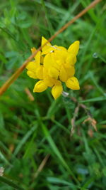 Close-up of yellow flowers blooming outdoors