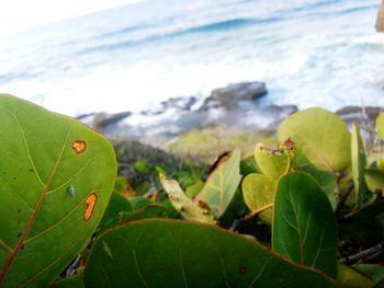 Close-up of plant against calm sea