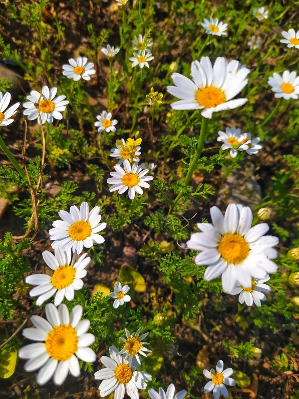 HIGH ANGLE VIEW OF WHITE DAISIES ON FIELD