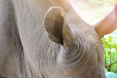 Close-up of elephant