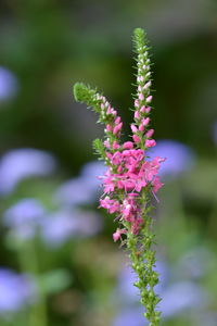 Close-up of pink flowering plant