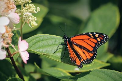 Close-up of butterfly on plant