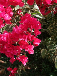 Close-up of pink bougainvillea blooming outdoors