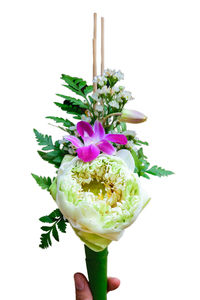 Close-up of hand holding flower pot against white background