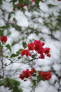 Close-up of red rose on tree