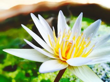 Close-up of white flower