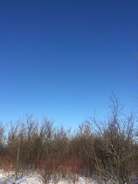 Bare trees on snowy landscape against clear blue sky
