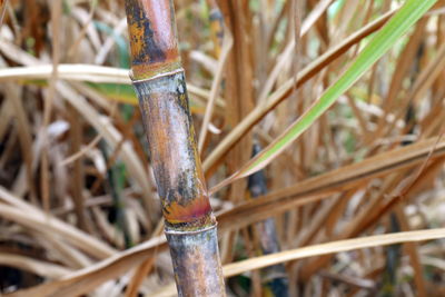 Close-up of bamboo plant on field