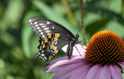 Close-up of butterfly perching on flower