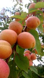 Close-up of fruits growing on tree