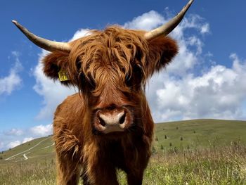 Cow standing on grassy field