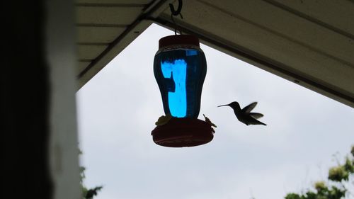 Low angle view of birds flying