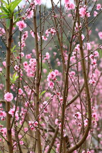 Close-up of pink flower tree