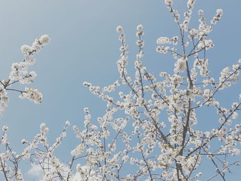 Low angle view of tree against sky