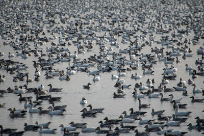 High angle view of birds on beach