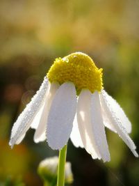 Close-up of white flowering plant