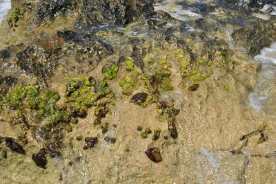 High angle view of starfish on rock