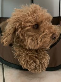 Close-up portrait of a dog at home