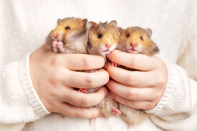 Three cute fluffy golden hamsters in the hands of a child on a light background. triplets. 