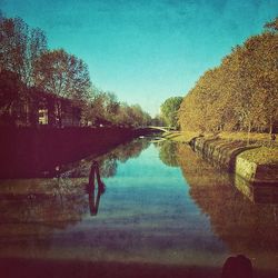 Reflection of trees in water