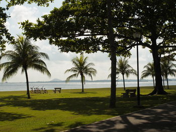 Palm trees on beach