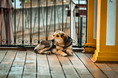 View of a dog looking away