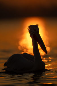 Close-up of pelican