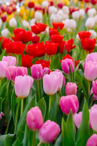 Close-up of pink tulips