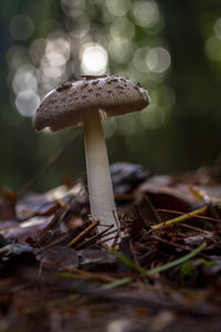 Close-up of mushroom growing on field